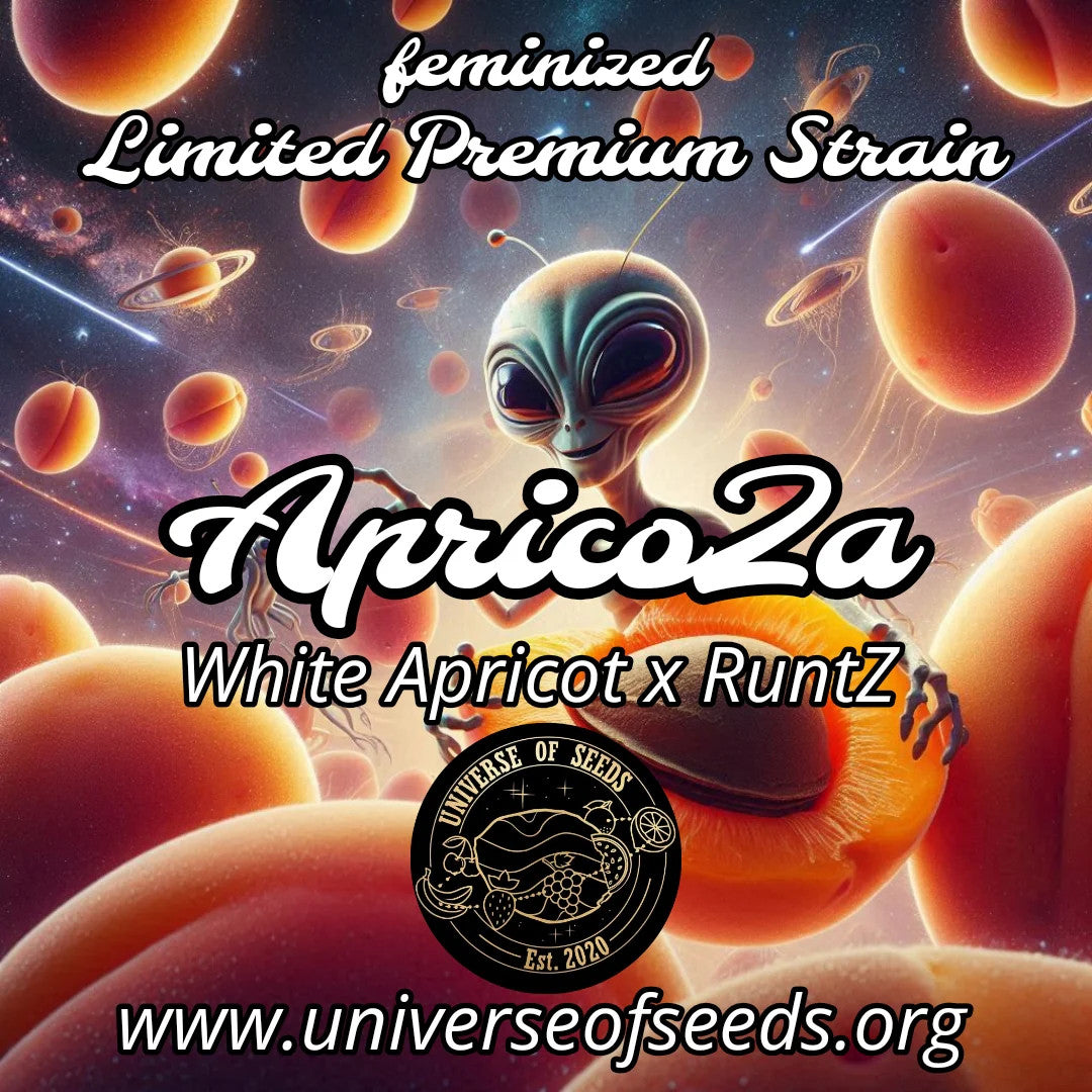 Aprico2a 3 Limited Feminisierte Samen /Seeds