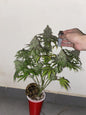 Universe of Seeds Auto Orange Suset Gelato 3 Samen/Seeds