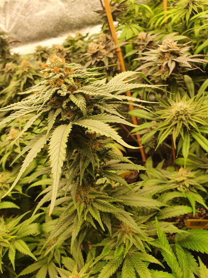 Universe of Seeds Automatic Mandarin Zkittlez 3 Seeds