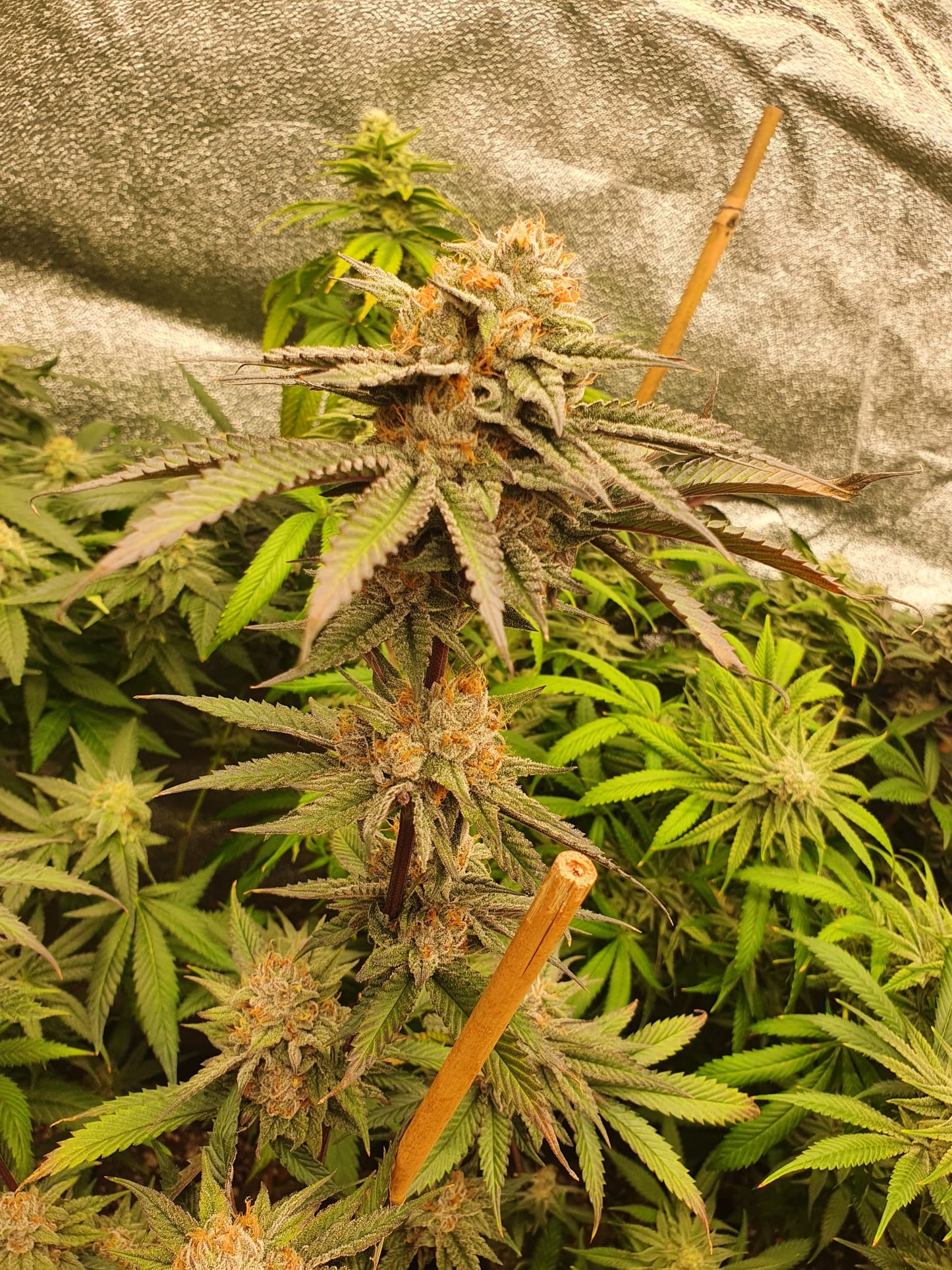 Universe of Seeds Automatic Mandarin Zkittlez 3 Seeds