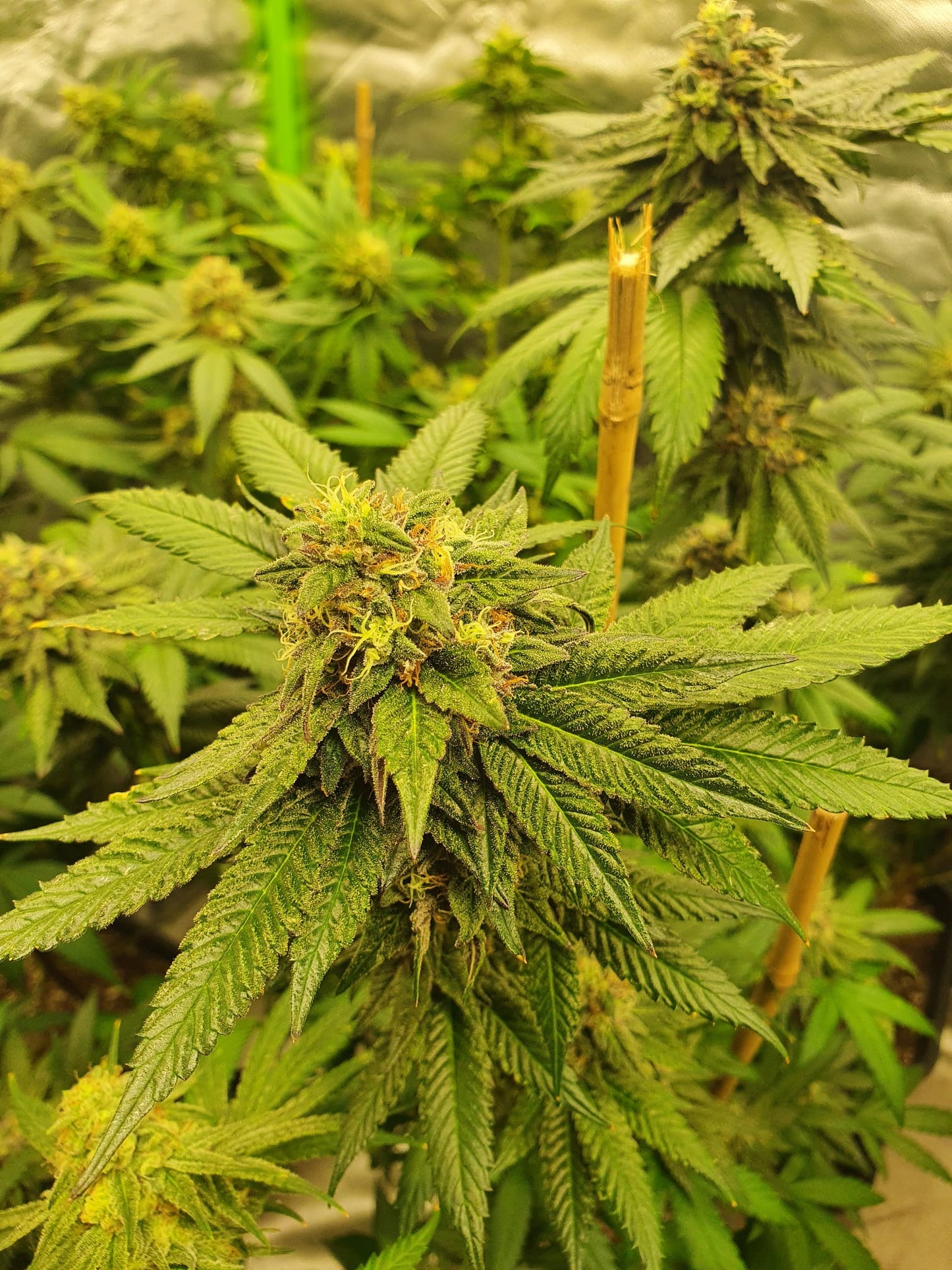 Universe of Seeds Automatic Mandarin Zkittlez 3 Seeds