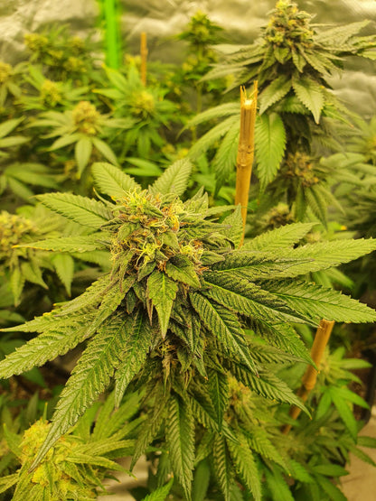 Universe of Seeds Automatic Mandarin Zkittlez 3 Seeds