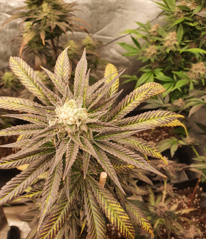 Universe of Seeds Automatic Mandarin Zkittlez 3 Seeds