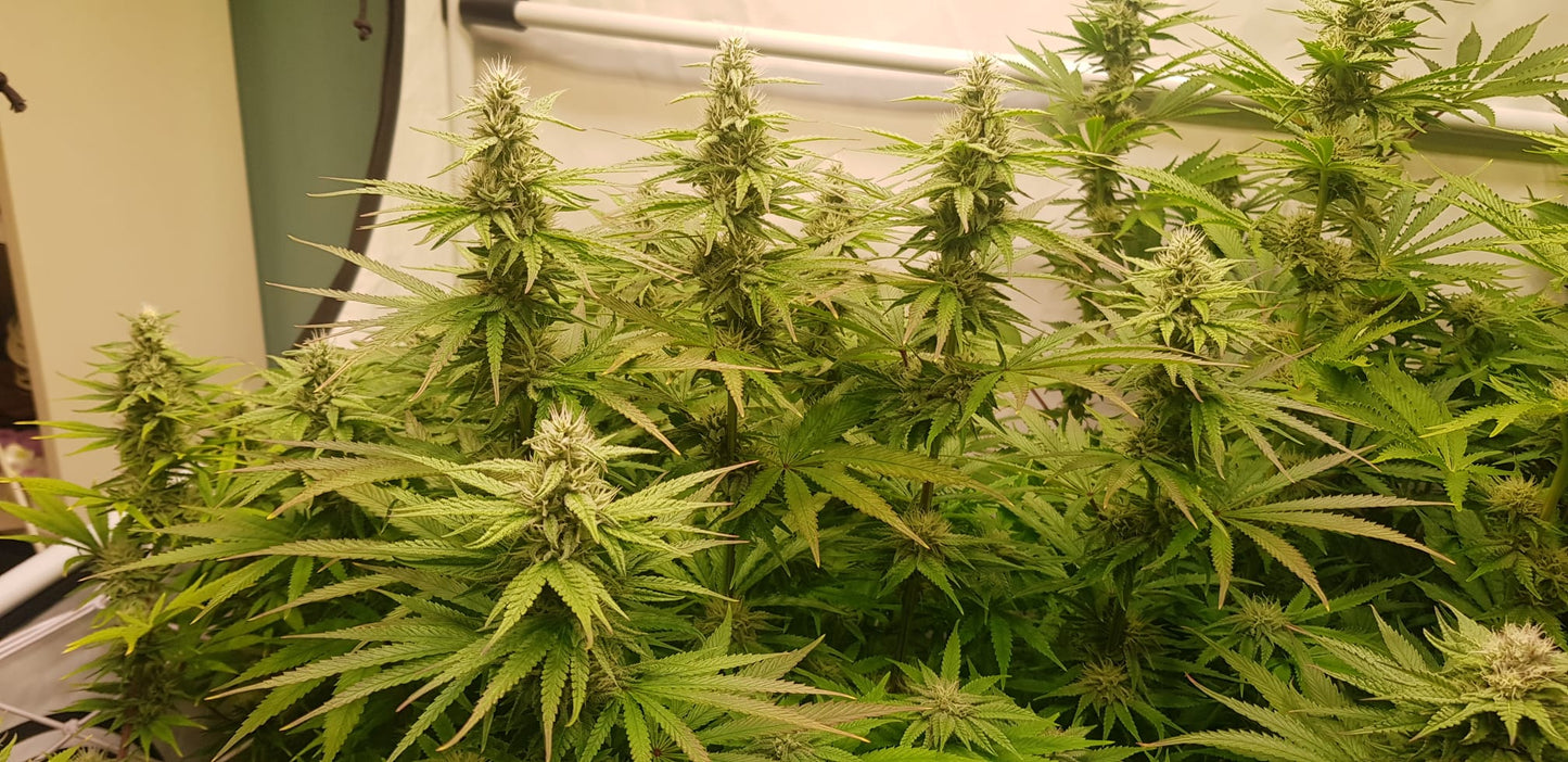 Universe of Seeds Automatic Mandarin Zkittlez 3 Seeds