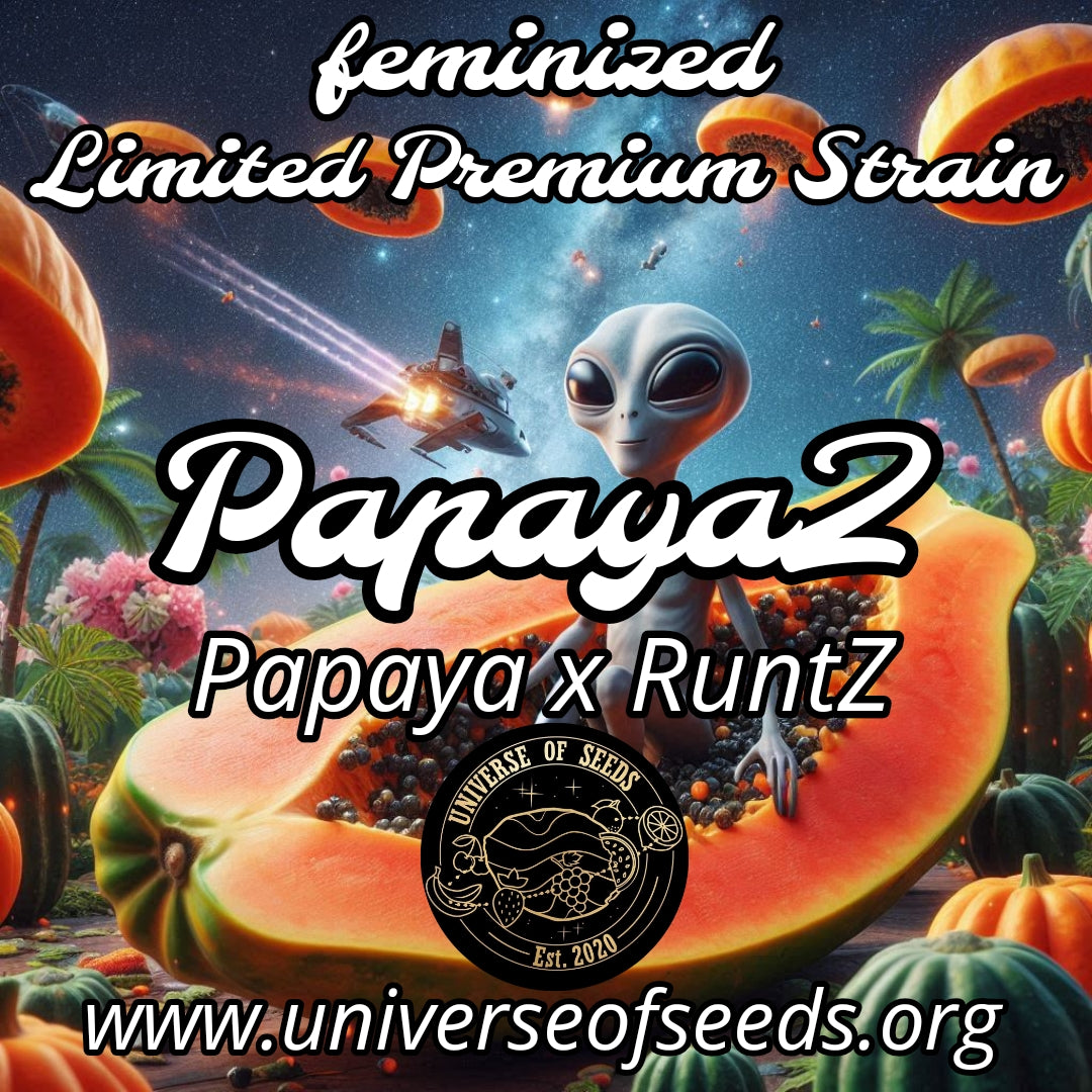 Papaya2 3 Limited Feminisierte Samen /Seeds